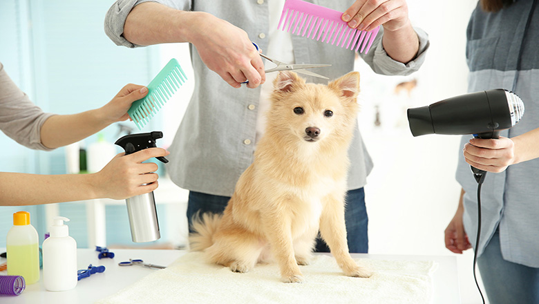 Cats & Dogs pet grooming services