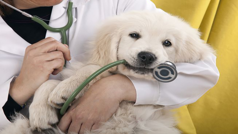 Veterinary Clinic & Hospital